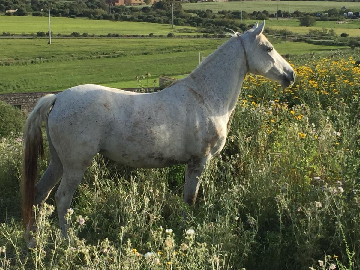 Agriturismo Su Meurreddu Tratalias Buitenkant foto